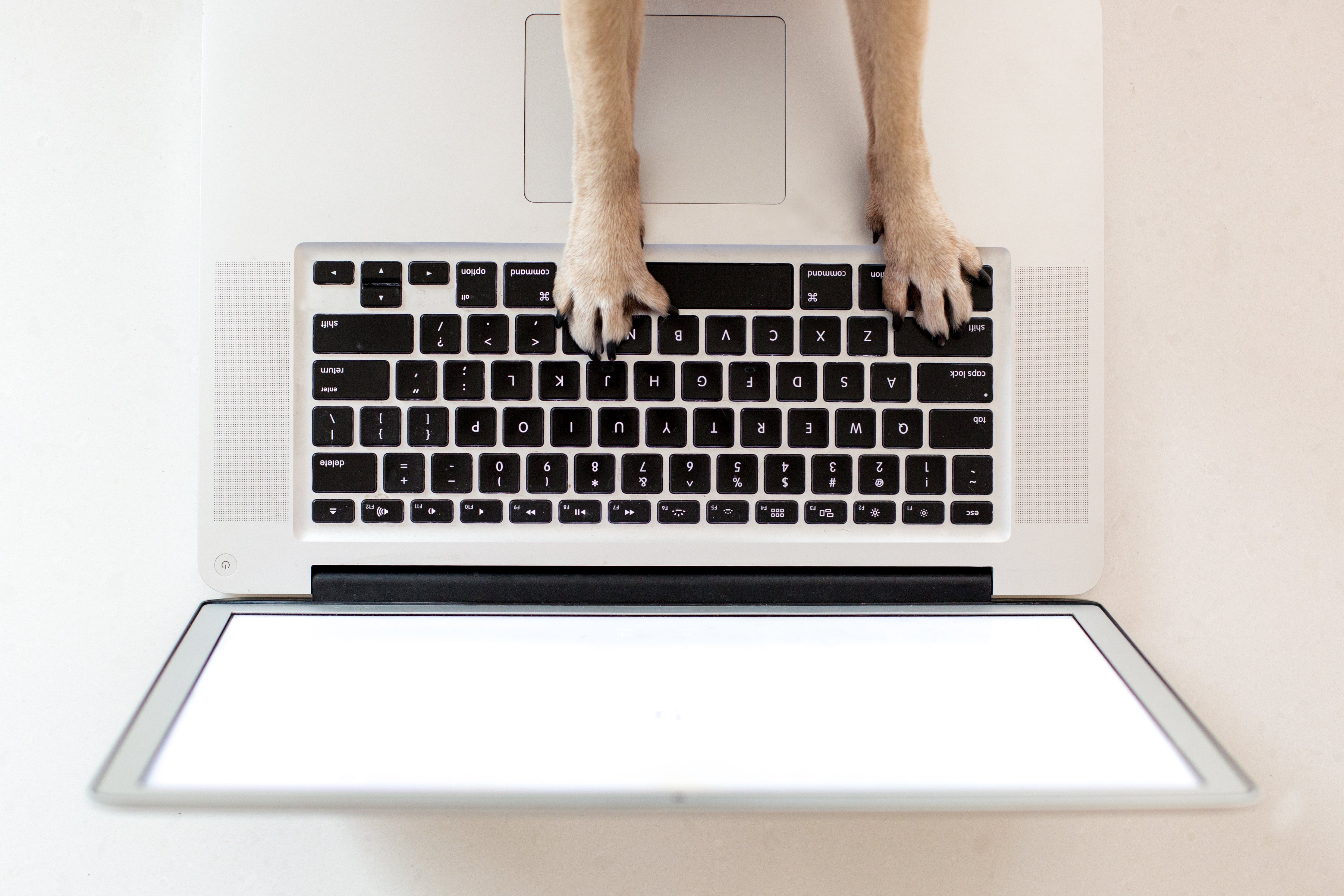 business-dog-paws-on-keyboard business-dog-paws-on-keyboard