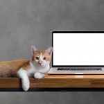 cat sitting with blank laptop on wooden table isolated on white cat sitting with blank laptop on wooden table isolated on white